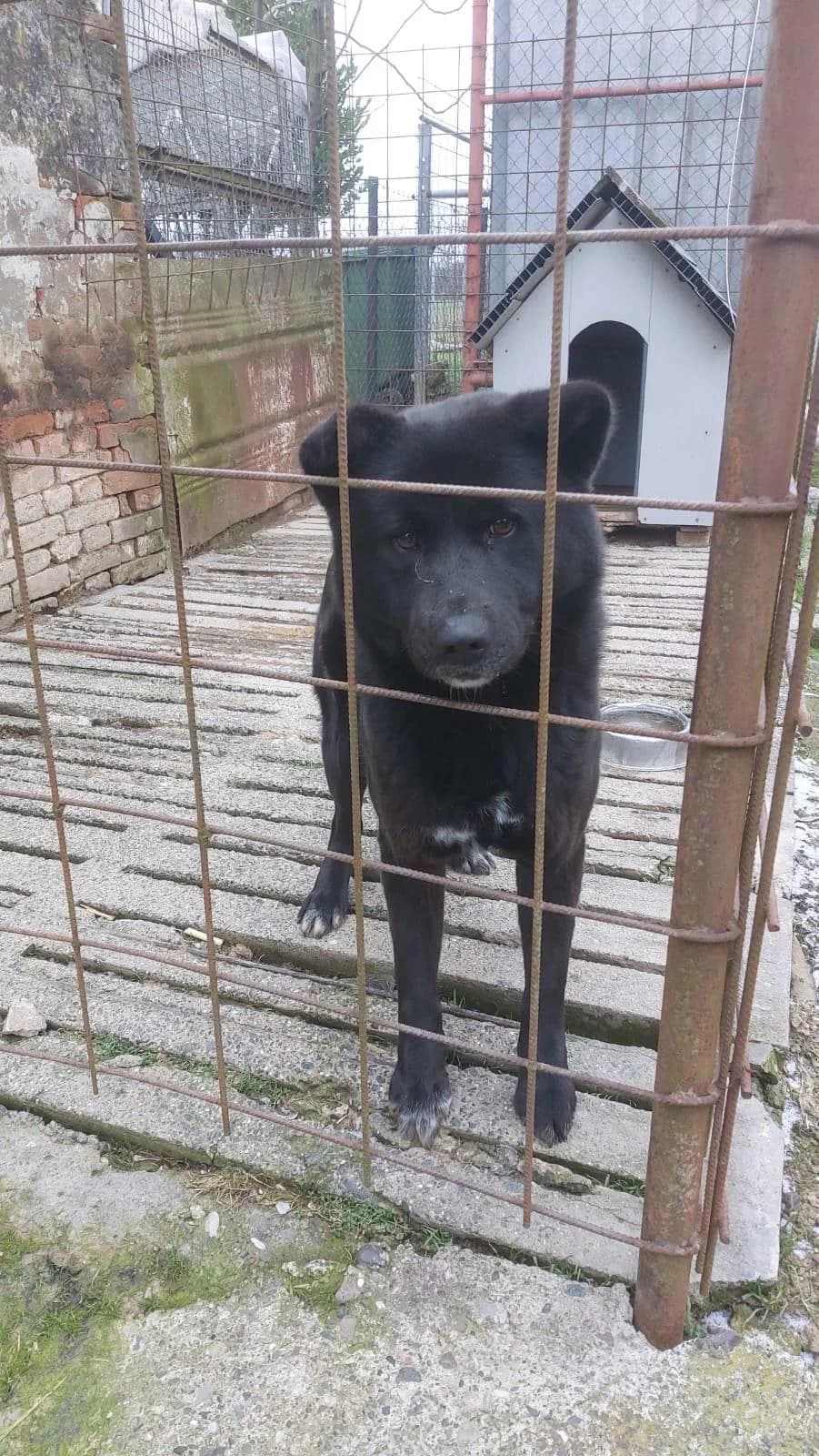 Hugo, male Akita for adoption at Nordic Strays e.V. — photo 7 of 12