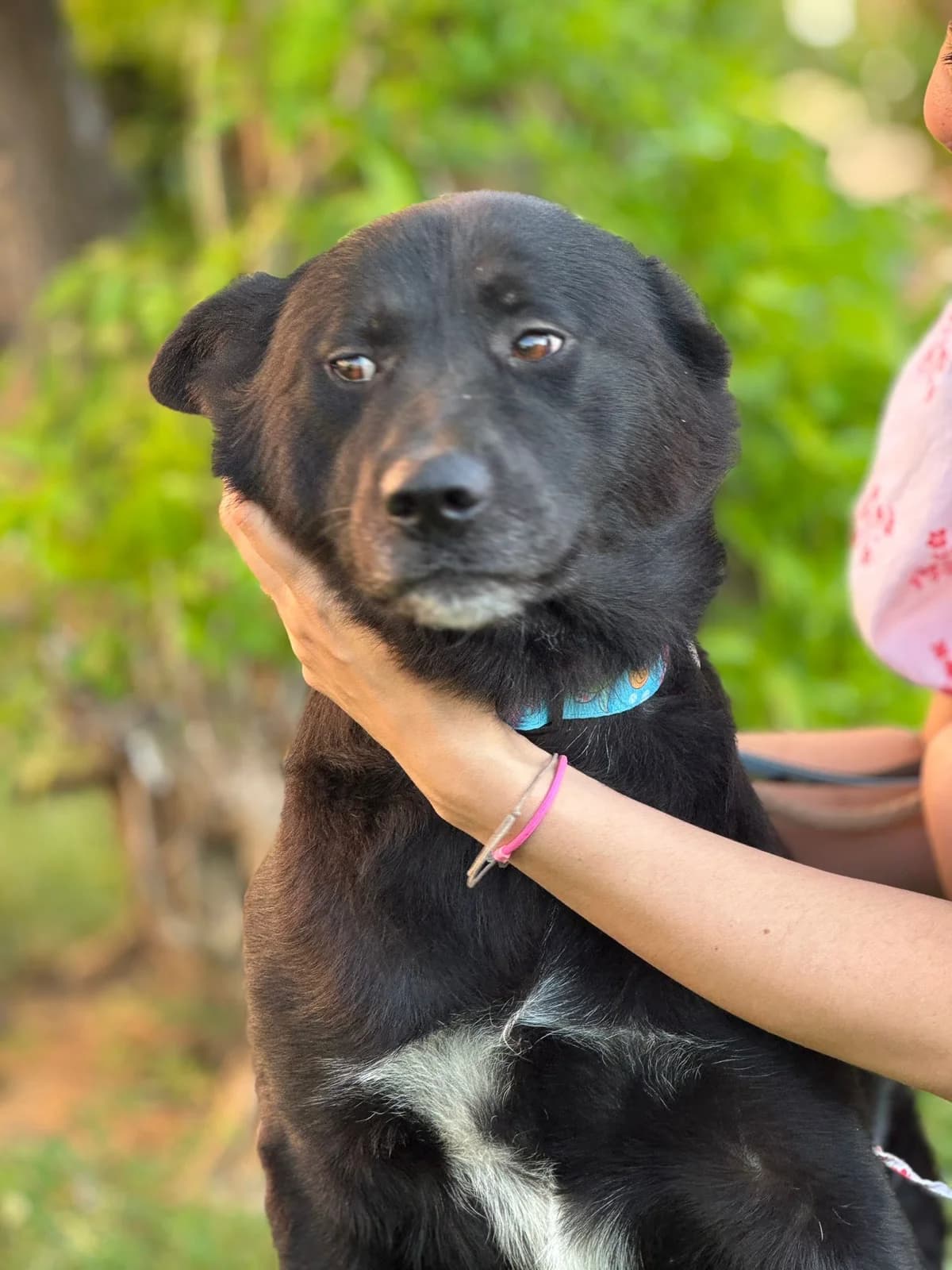 Hugo, male Akita for adoption at Nordic Strays e.V. — photo 8 of 12