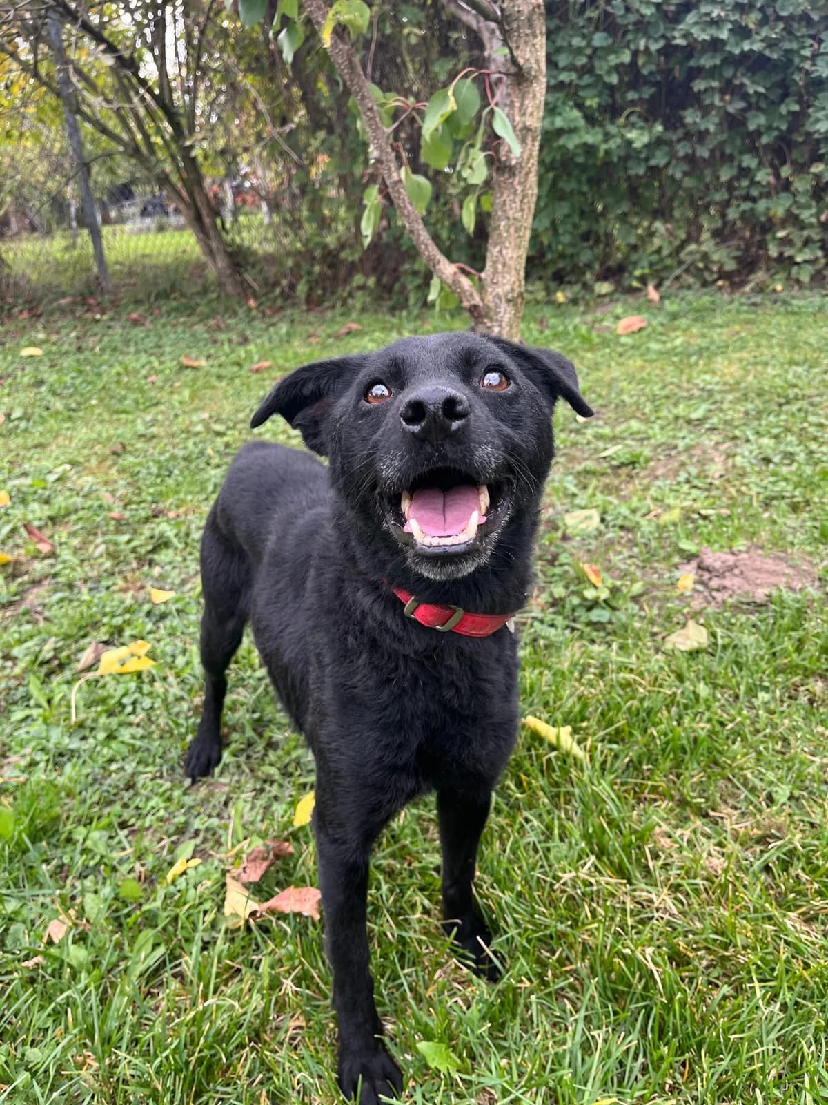 Sunčica (reserviert), female 3yo Mixed Breed for adoption at Nordic Strays e.V.