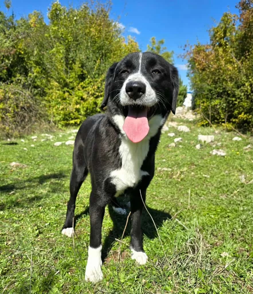 Rona, schwarz female 5yo Mixed Breed for adoption at Nordic Strays e.V.