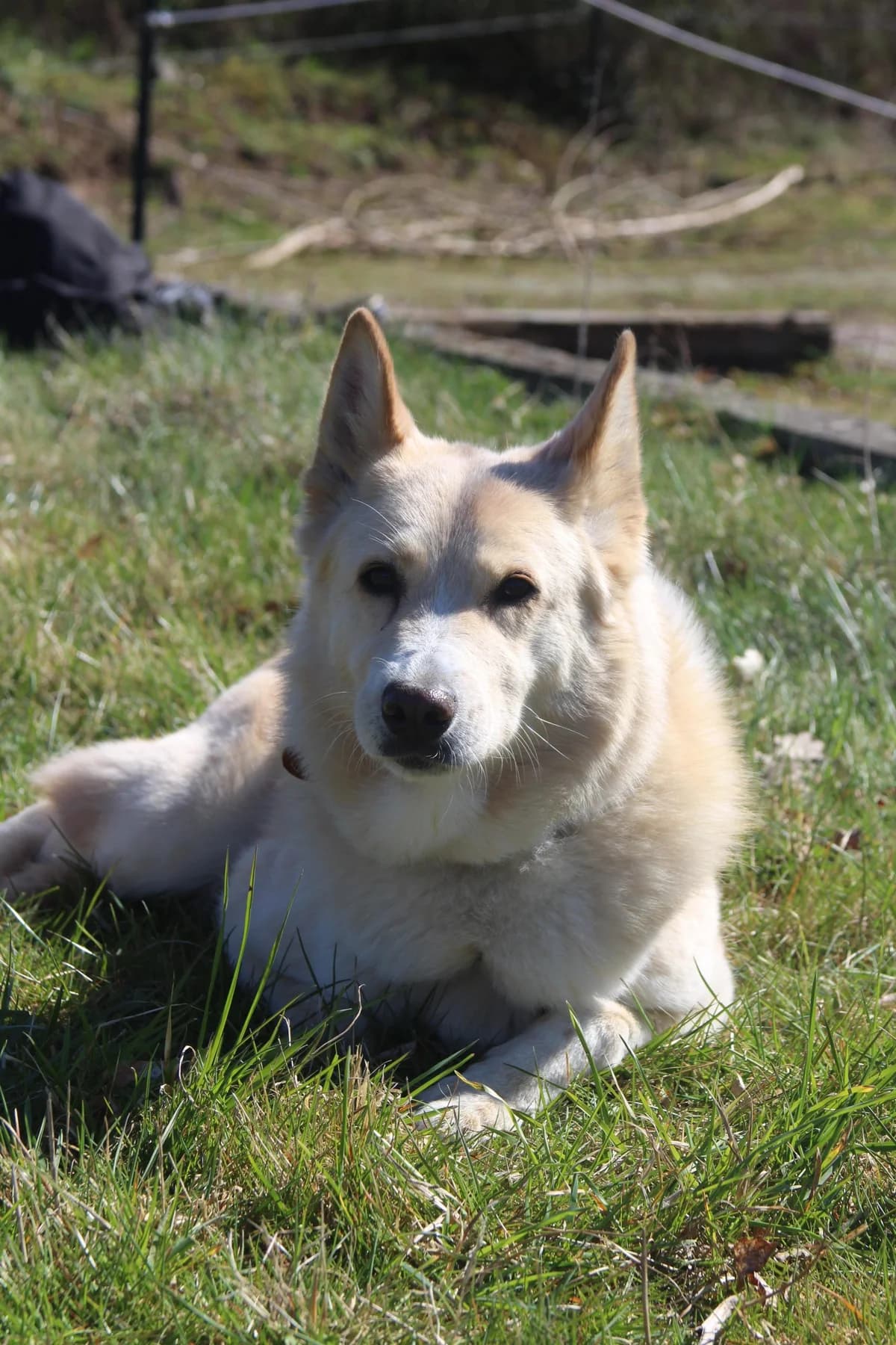 Capuccina (36284), gold female 6yo mixed breed for adoption at Nordic Strays e.V.