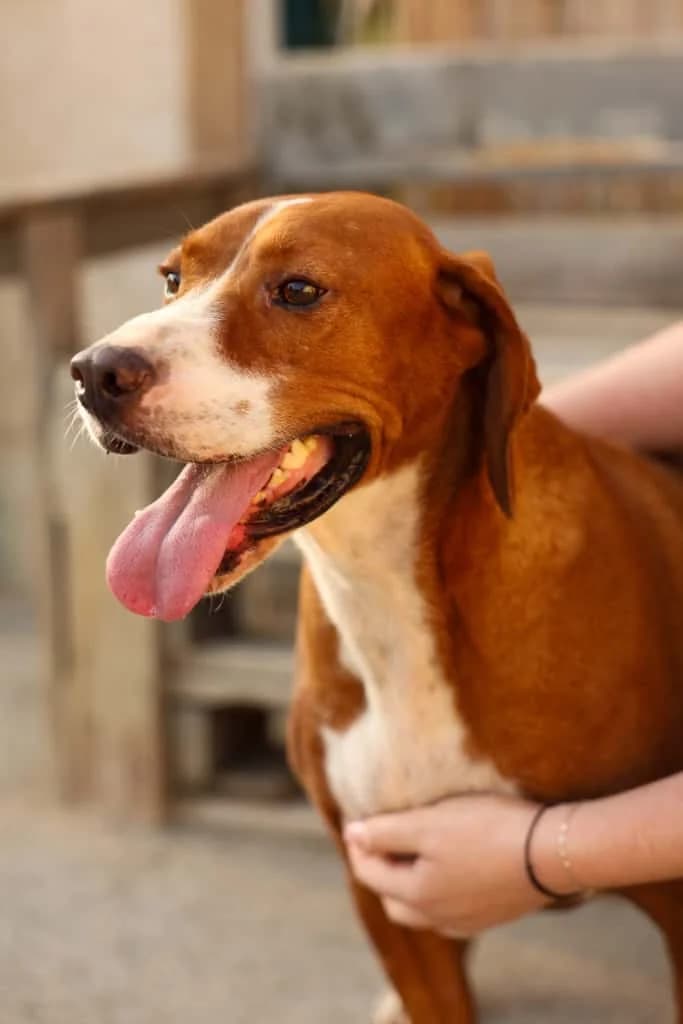 Loli, weiß male 5yo mixed breed for adoption at Nordic Strays e.V.