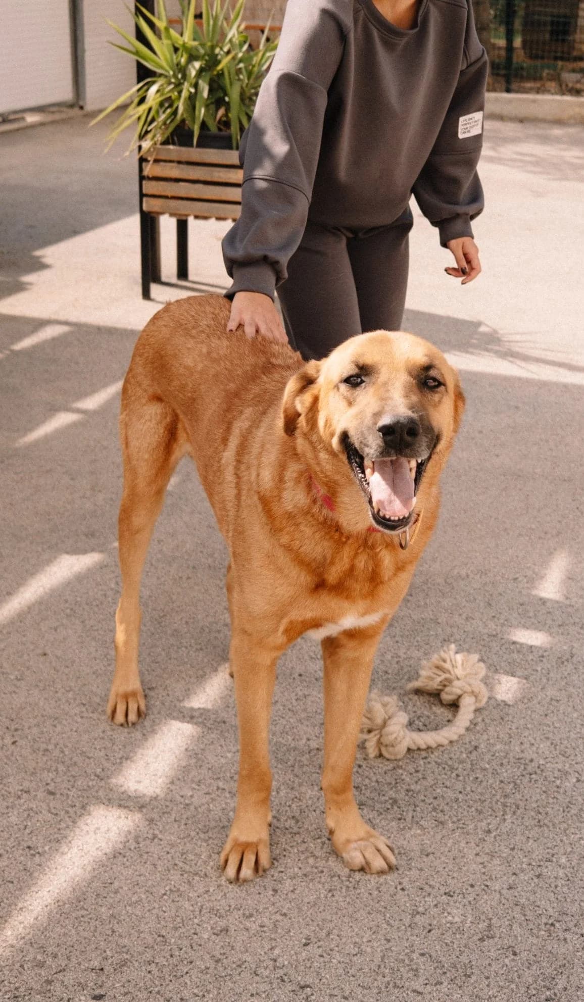 Zagi, male senior mixed breed for adoption at Nordic Strays e.V.