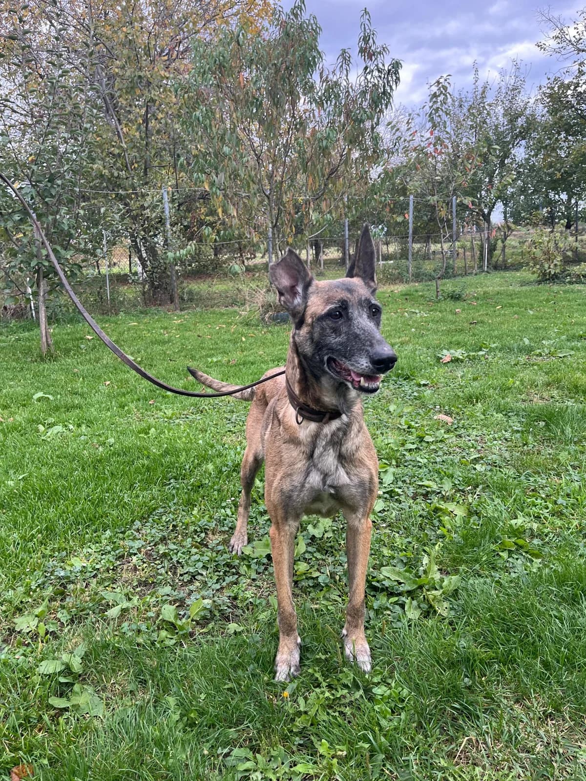 Gea, male senior Belgian Malinois for adoption at Nordic Strays e.V.