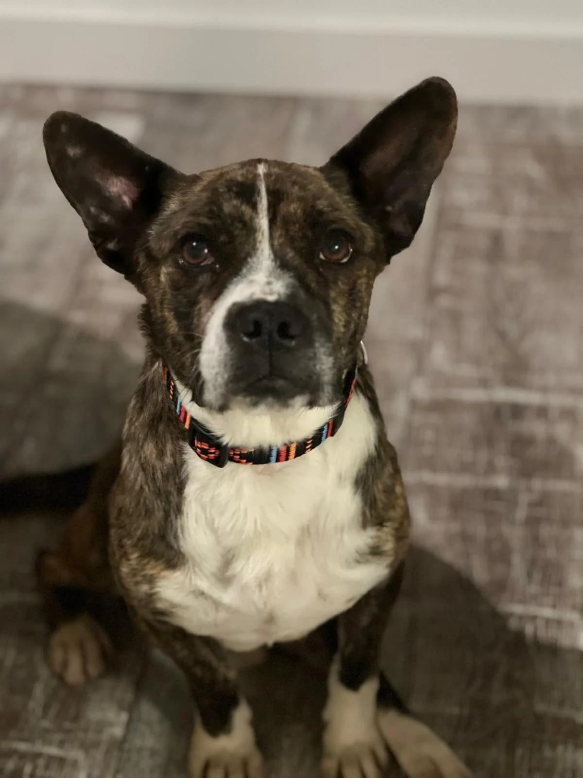 Bärti (reserviert), male senior Mixed Breed for adoption at Nordic Strays e.V.