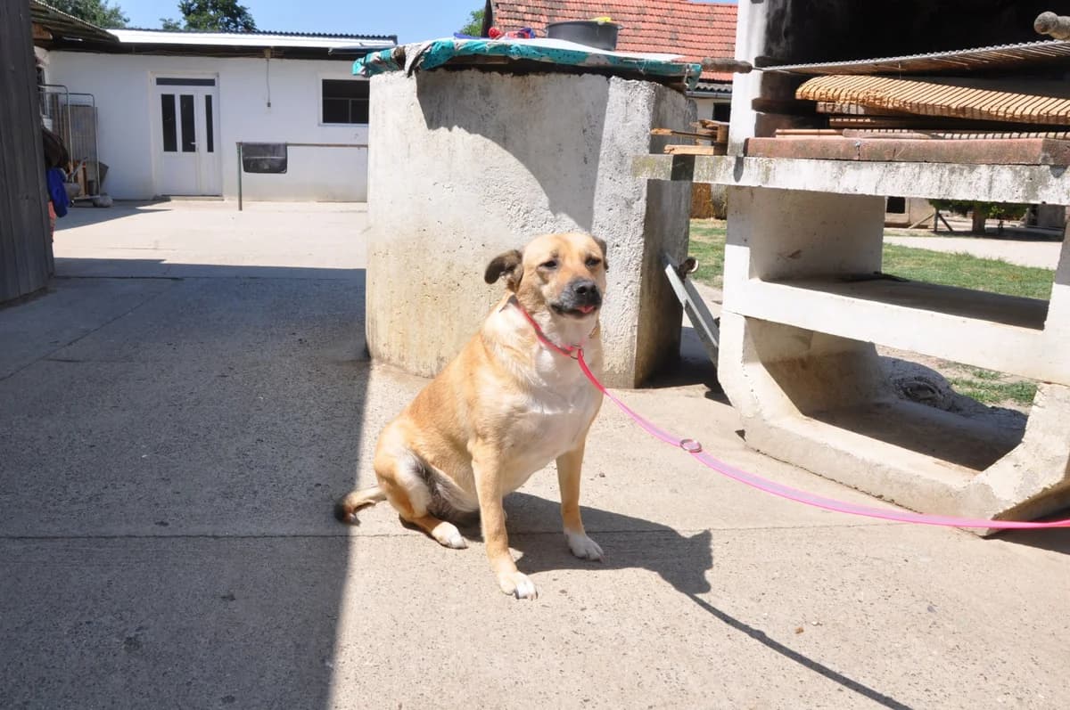 Micka, female senior Mixed Breed for adoption at Nordic Strays e.V.