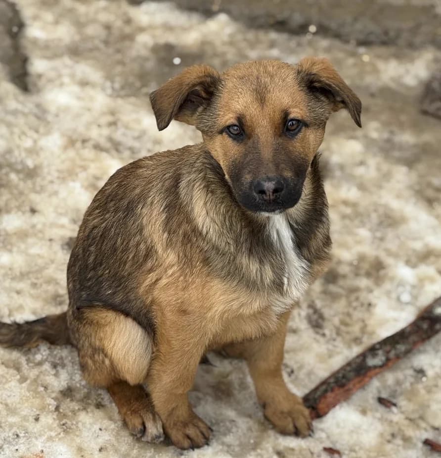 Dante, male German Shepherd for adoption at Nordic Strays e.V.