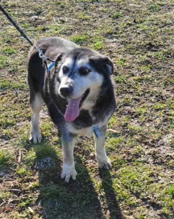 Shiva, male senior Mixed Breed for adoption at Nordic Strays e.V.