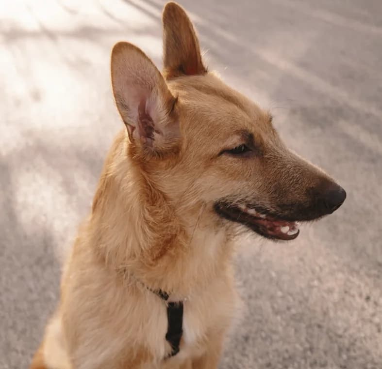 Tisa, female young German Shepherd for adoption at Nordic Strays e.V.
