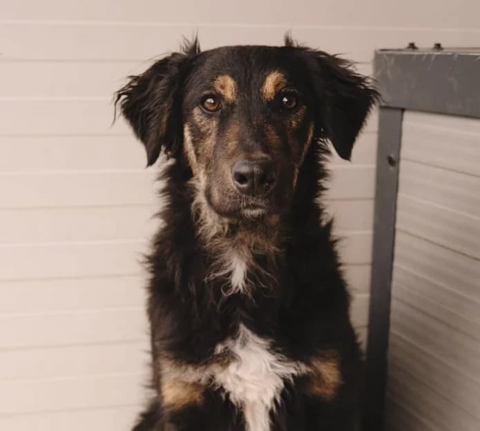 Sivi, grau male young Mixed Breed for adoption at Nordic Strays e.V.