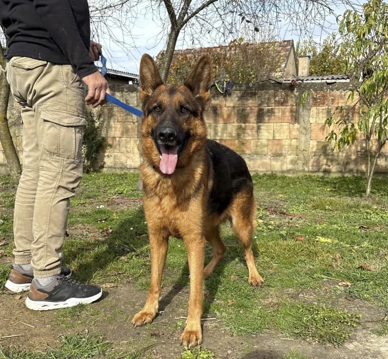 Magnum, male 4yo German Shepherd for adoption at Nordic Strays e.V.