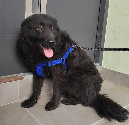 Nina, female 4yo mixed breed for adoption at Nordic Strays e.V.