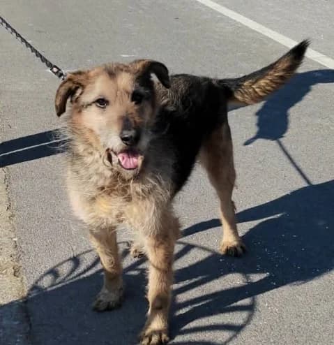 Riki, male senior Mixed Breed for adoption at Nordic Strays e.V.
