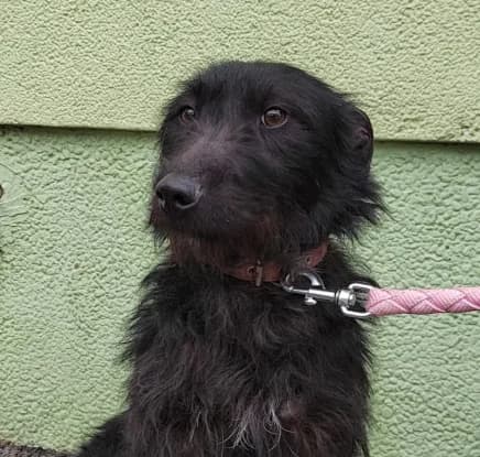 Nero, female 3yo Mixed Breed for adoption at Nordic Strays e.V.