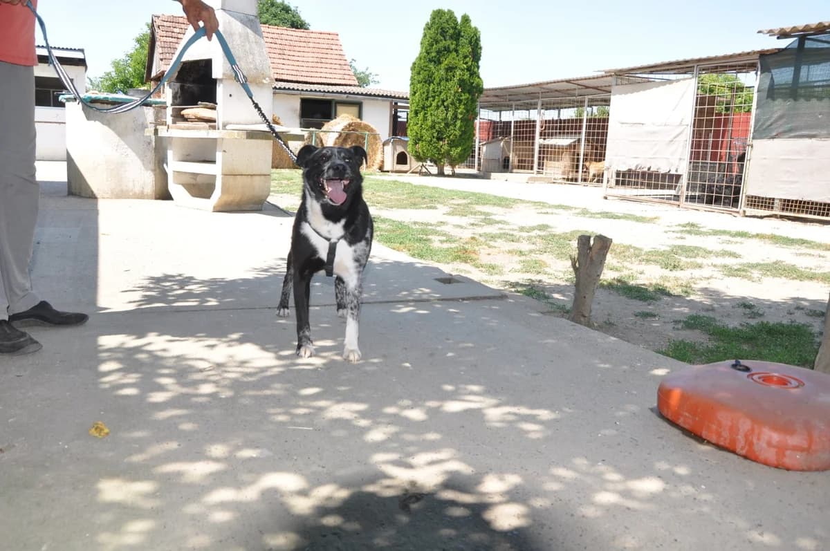 Mady (reserviert), weiß male 6yo Mixed Breed for adoption at Nordic Strays e.V.
