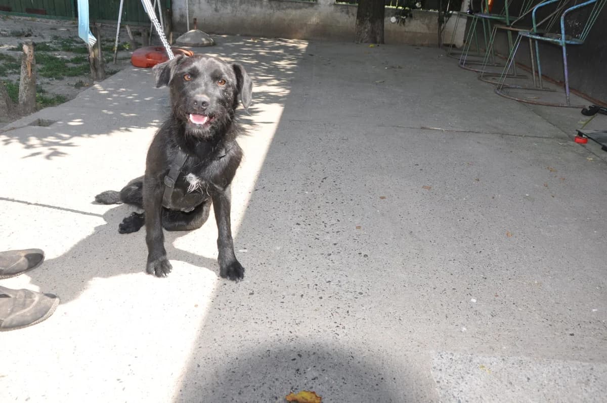 Goja, male 5yo Mixed Breed for adoption at Nordic Strays e.V.
