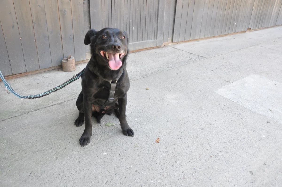 Momo, male 5yo German Shepherd for adoption at Nordic Strays e.V.