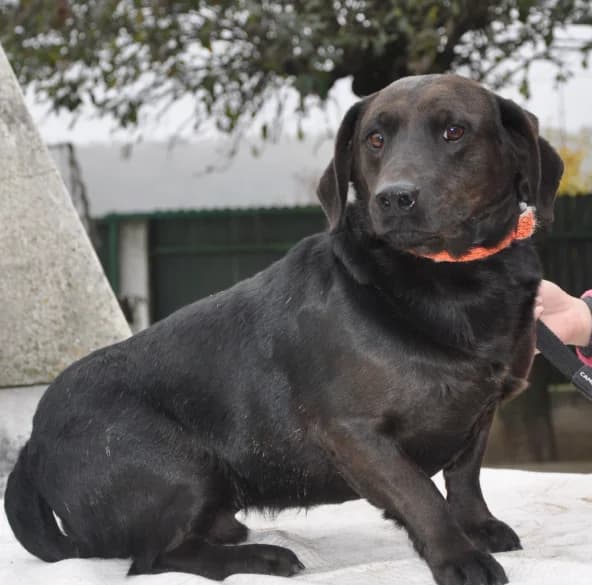 Grom, male 5yo Dachshund for adoption at Nordic Strays e.V.