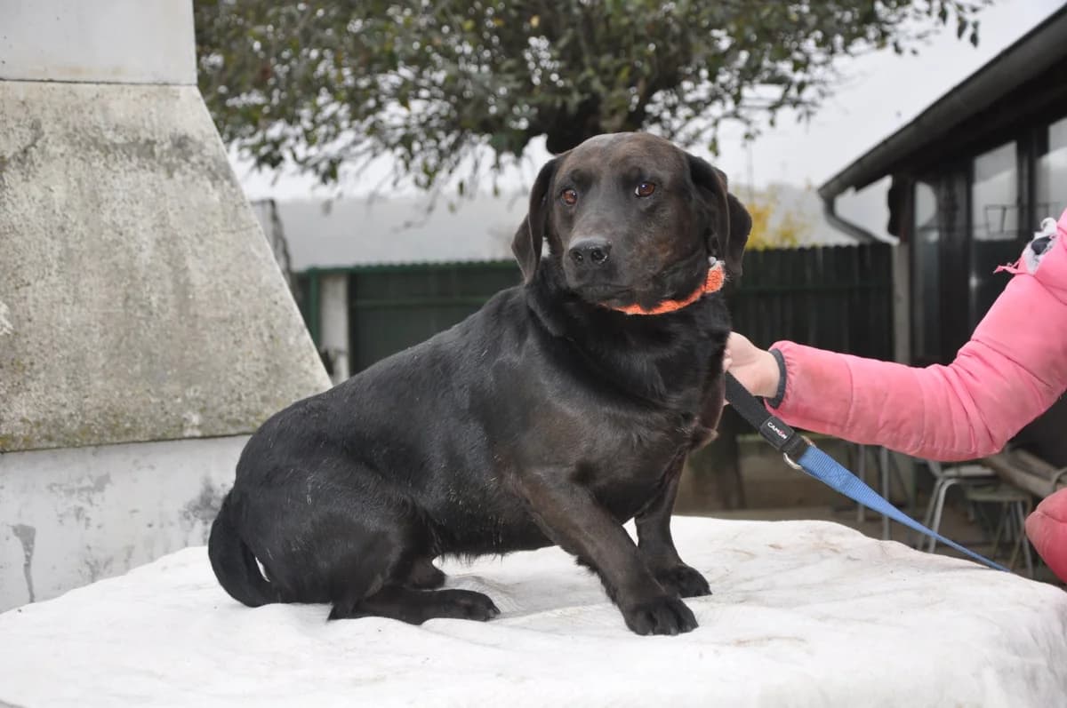 Grom, male 5yo Dachshund for adoption at Nordic Strays e.V.