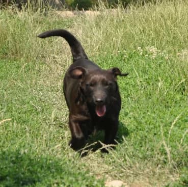 Greta, female senior mixed breed for adoption at Nordic Strays e.V.