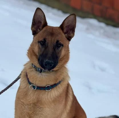 Saba, male young Belgian Malinois for adoption at Nordic Strays e.V.
