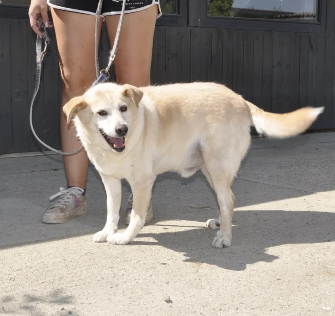 Lary, male 5yo Labrador Retriever for adoption at Nordic Strays e.V.