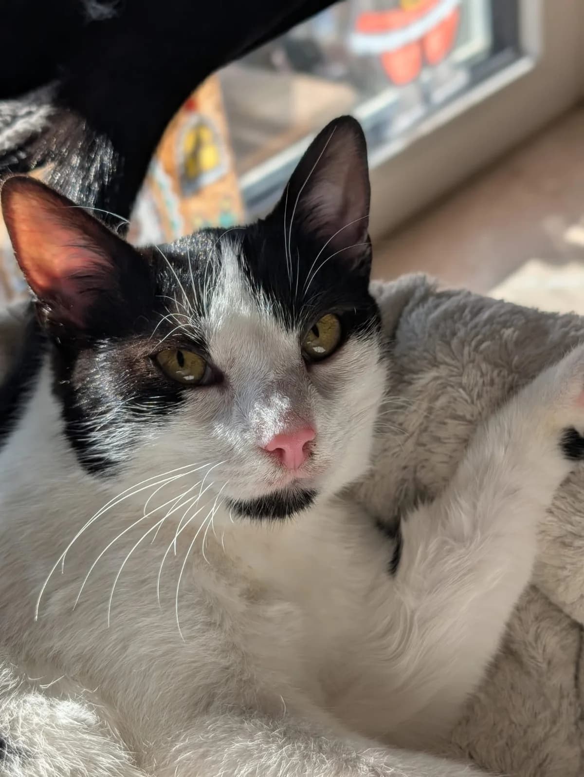 Inky (in 86558 Hohenwart), male Mixed Breed for adoption at Nordic Strays e.V.