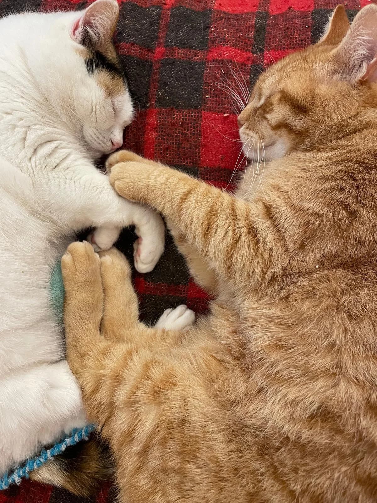 Fireball & Mini, male Mixed Breed for adoption at Nordic Strays e.V.