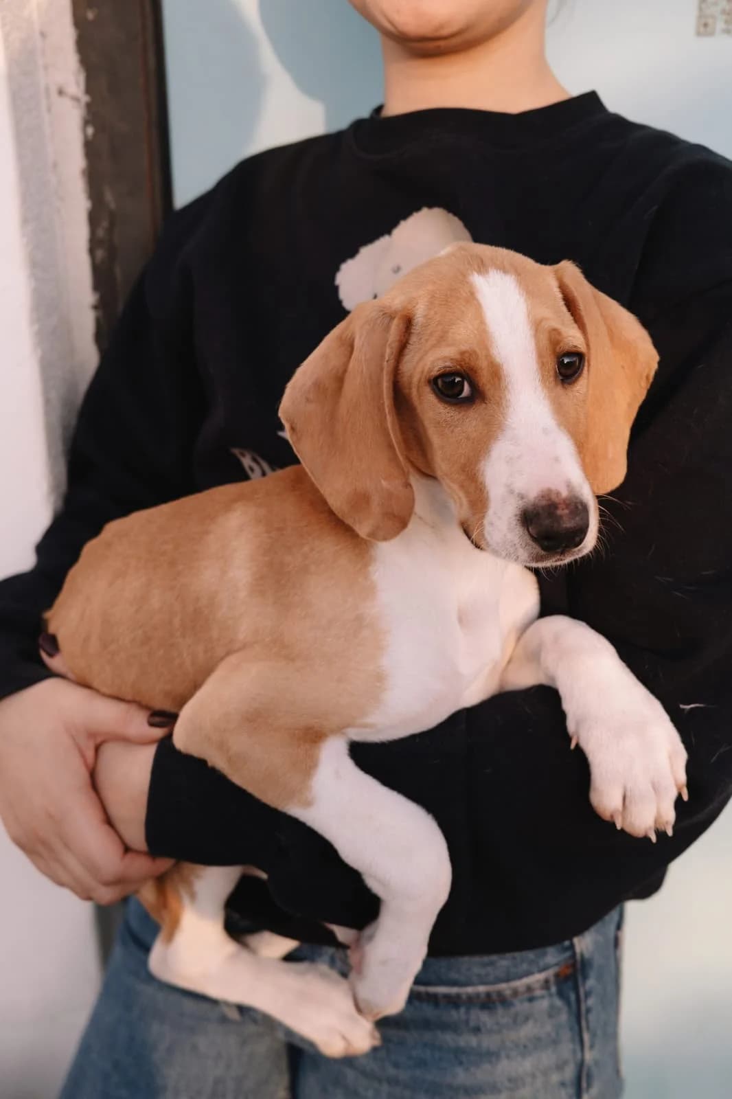 Grom, male young mixed breed for adoption at Nordic Strays e.V.