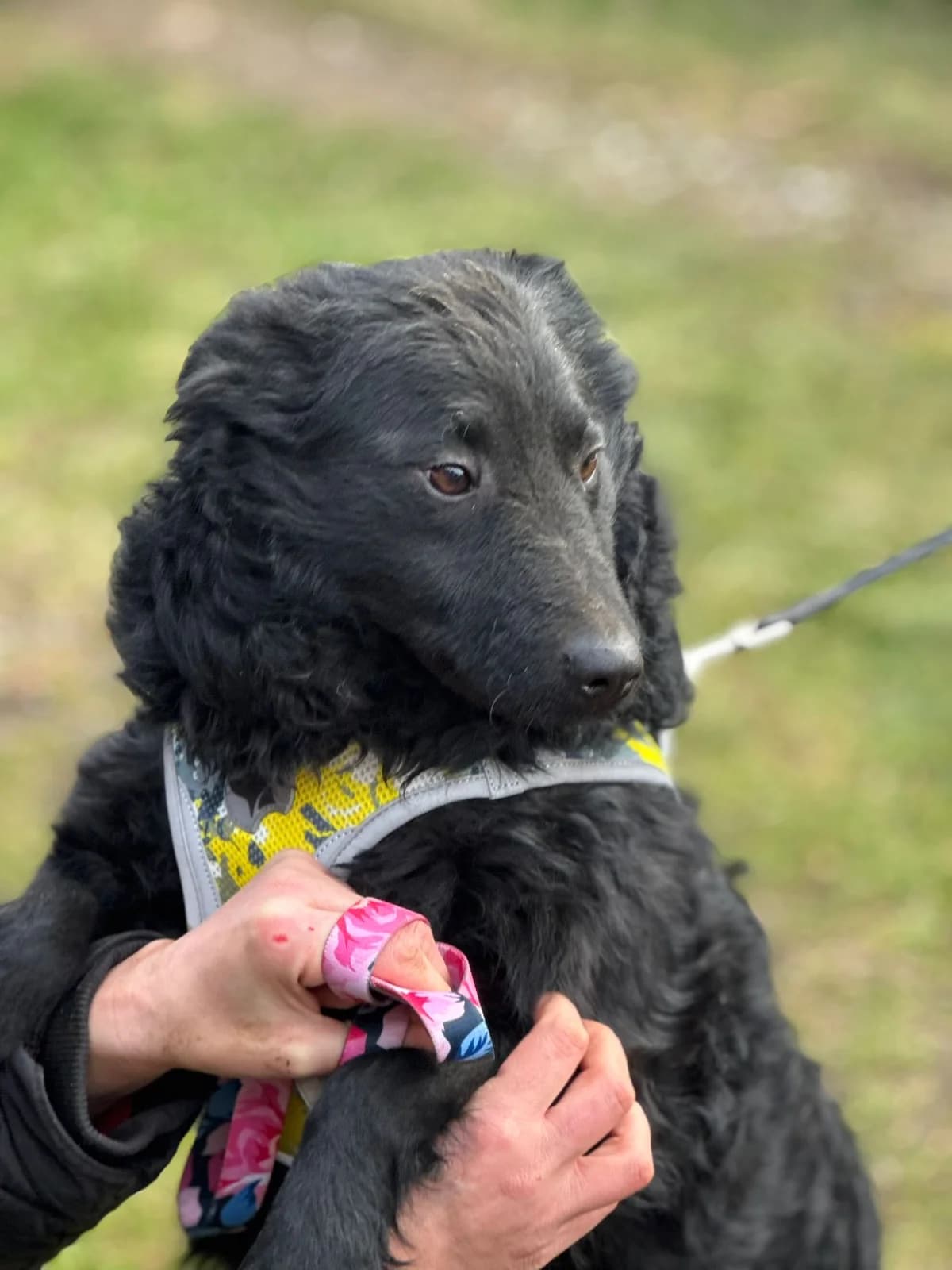 Raya, female young German Shepherd for adoption at Nordic Strays e.V.