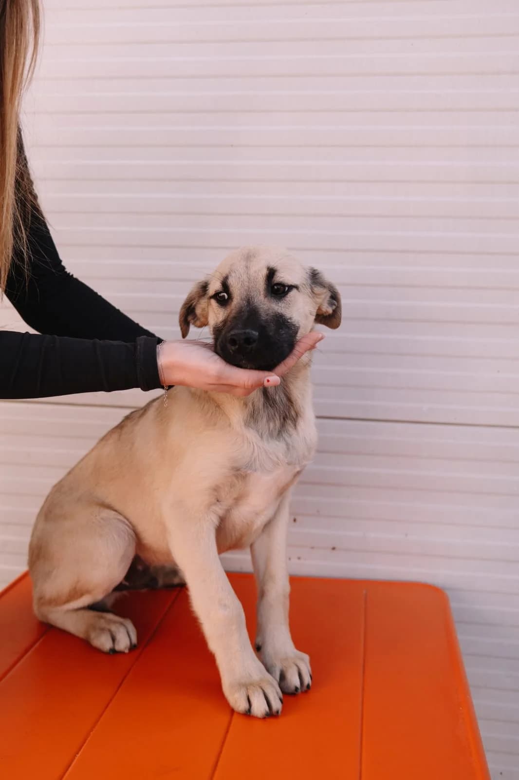 Badem, male Kangal for adoption at Nordic Strays e.V.