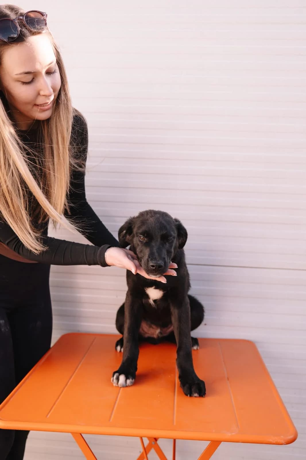 Pea, male Kangal for adoption at Nordic Strays e.V.