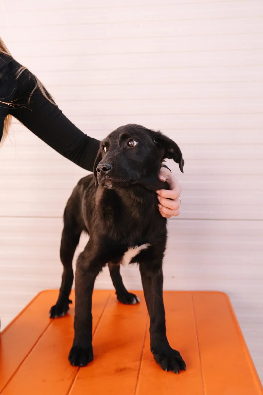 Peanut, male puppy Kangal for adoption at Nordic Strays e.V.