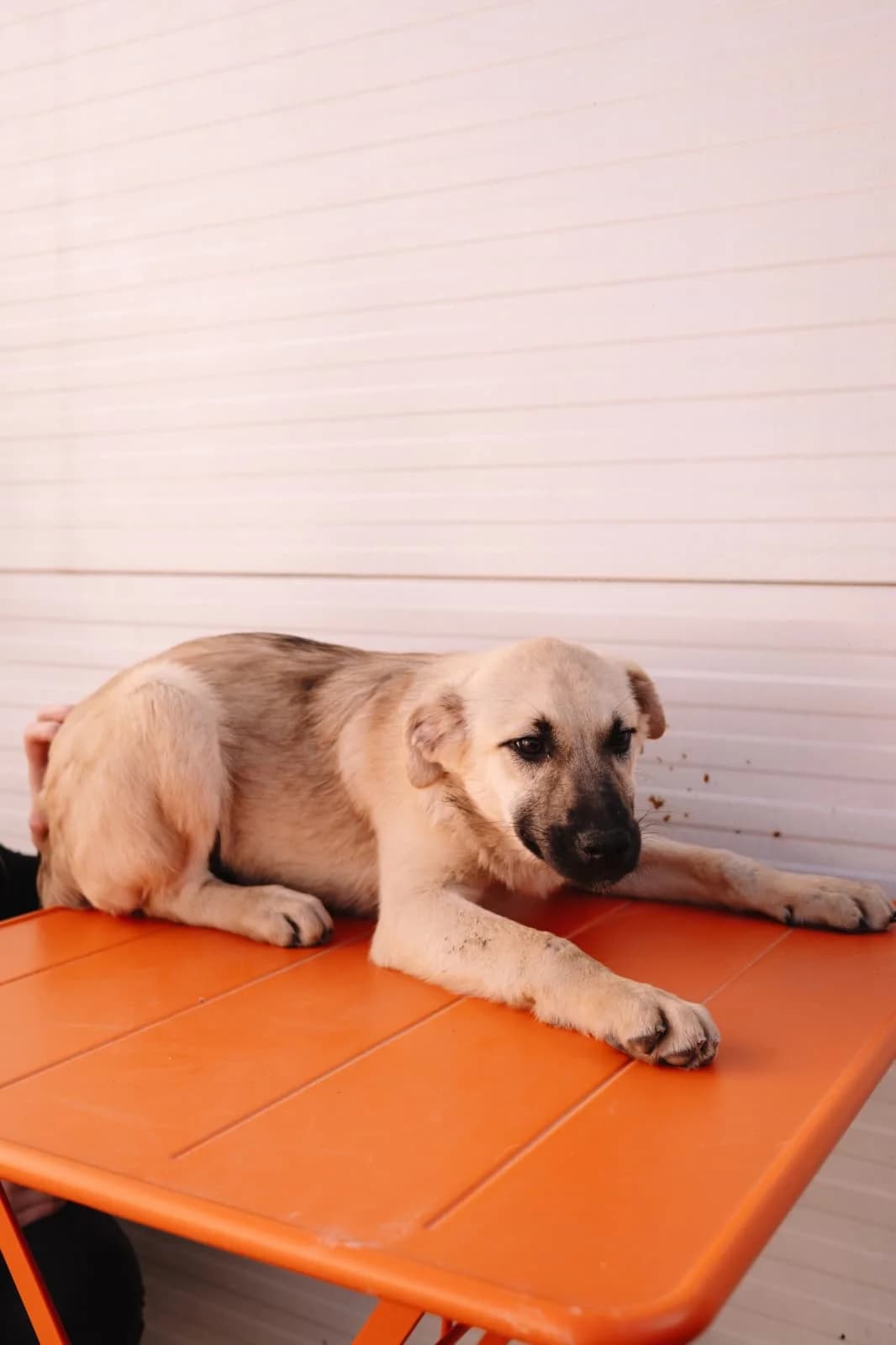 Soja (reserviert), female Kangal for adoption at Nordic Strays e.V.