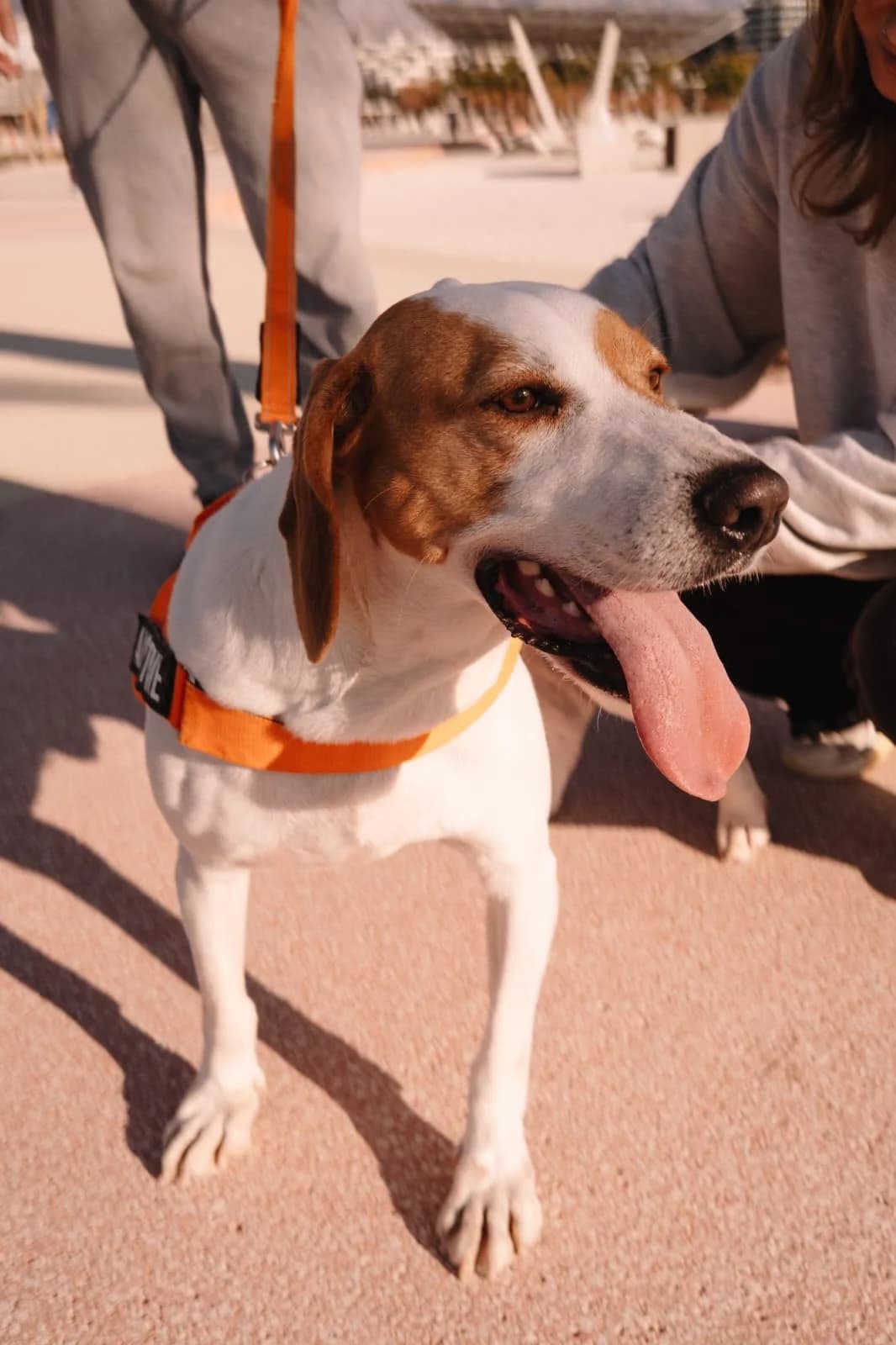 Favi, weiß male 4yo mixed breed for adoption at Nordic Strays e.V.