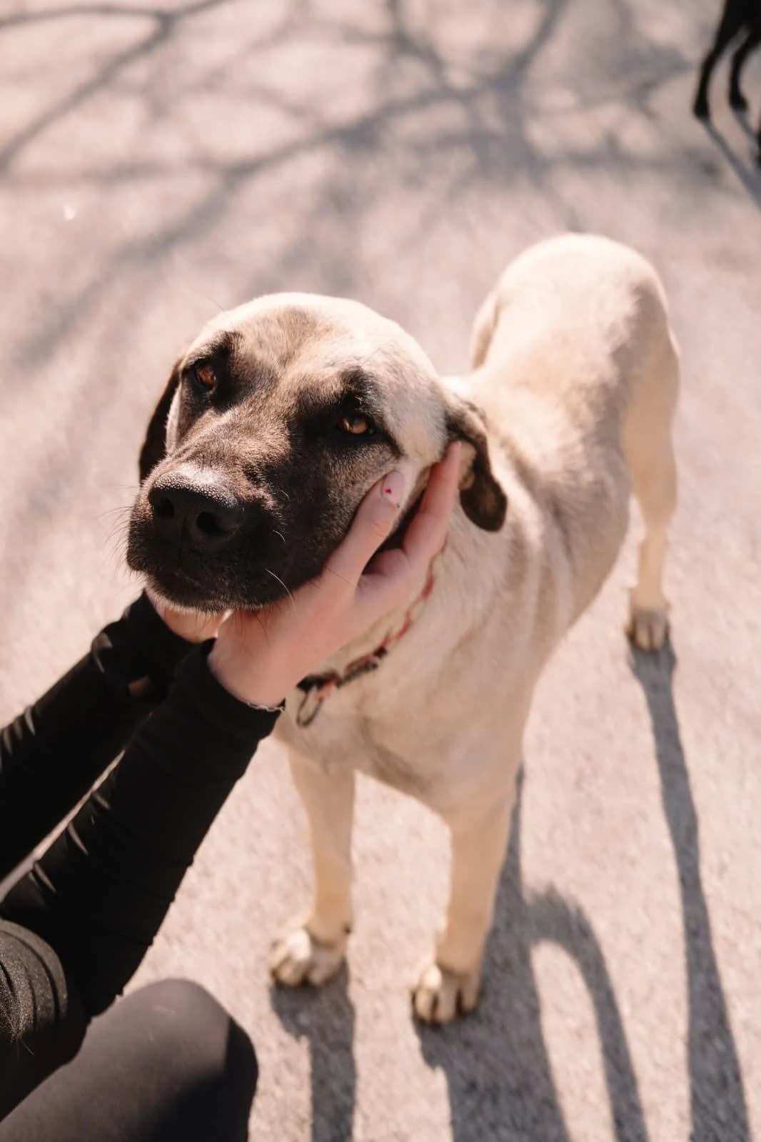 Dunja, female Kangal for adoption at Nordic Strays e.V.