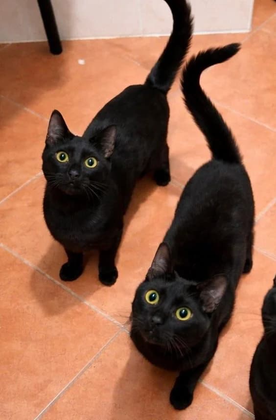 Ari & Noir (reserviert), male young Mixed Breed for adoption at Nordic Strays e.V.