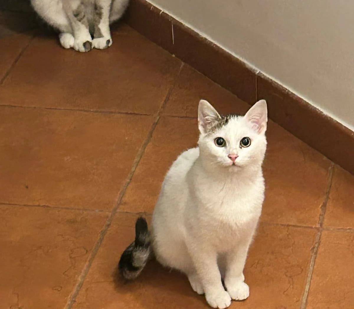 Eira, male Mixed Breed for adoption at Nordic Strays e.V.