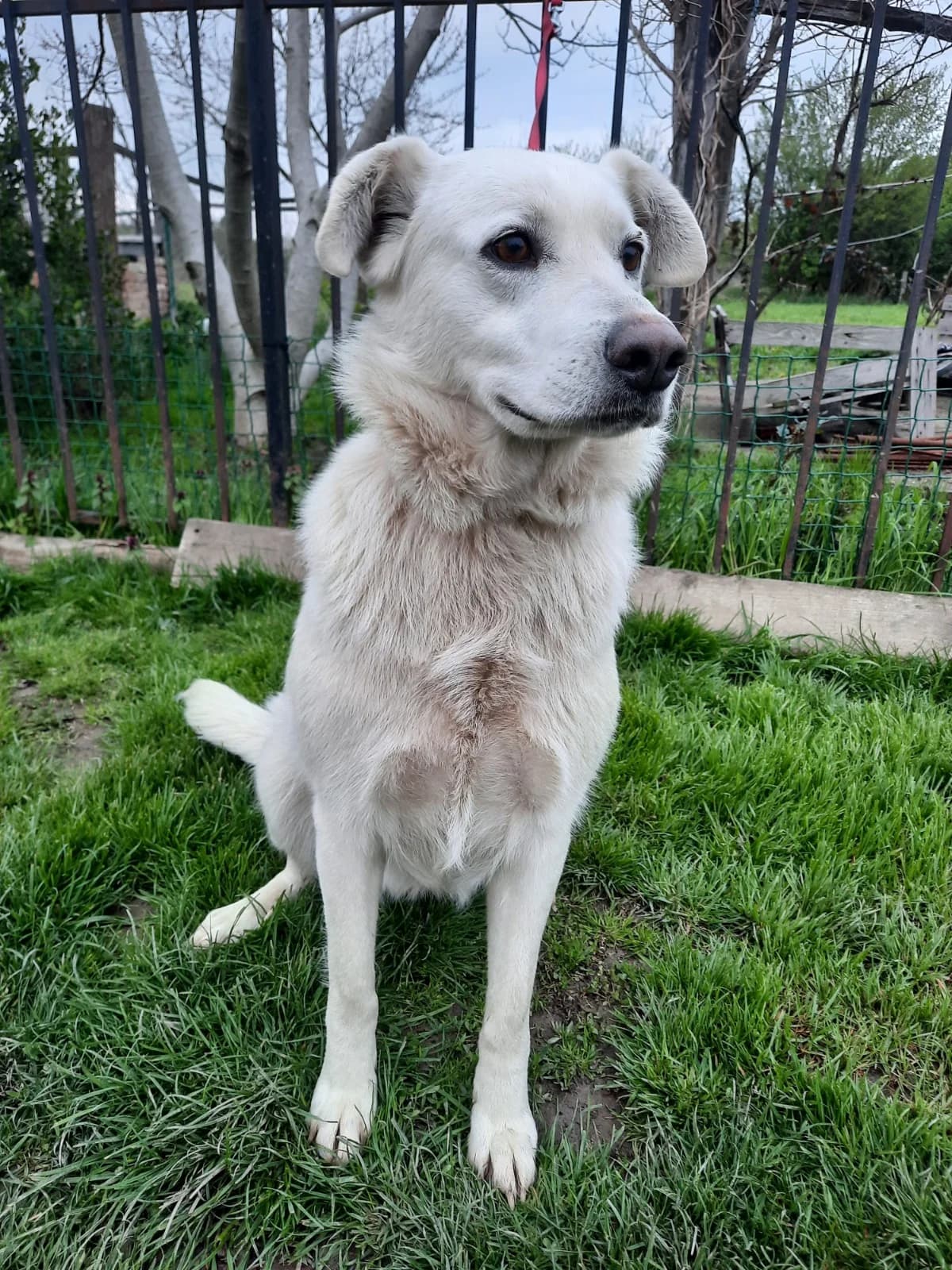 Malena, female 7yo Labrador Retriever for adoption at Nordic Strays e.V.