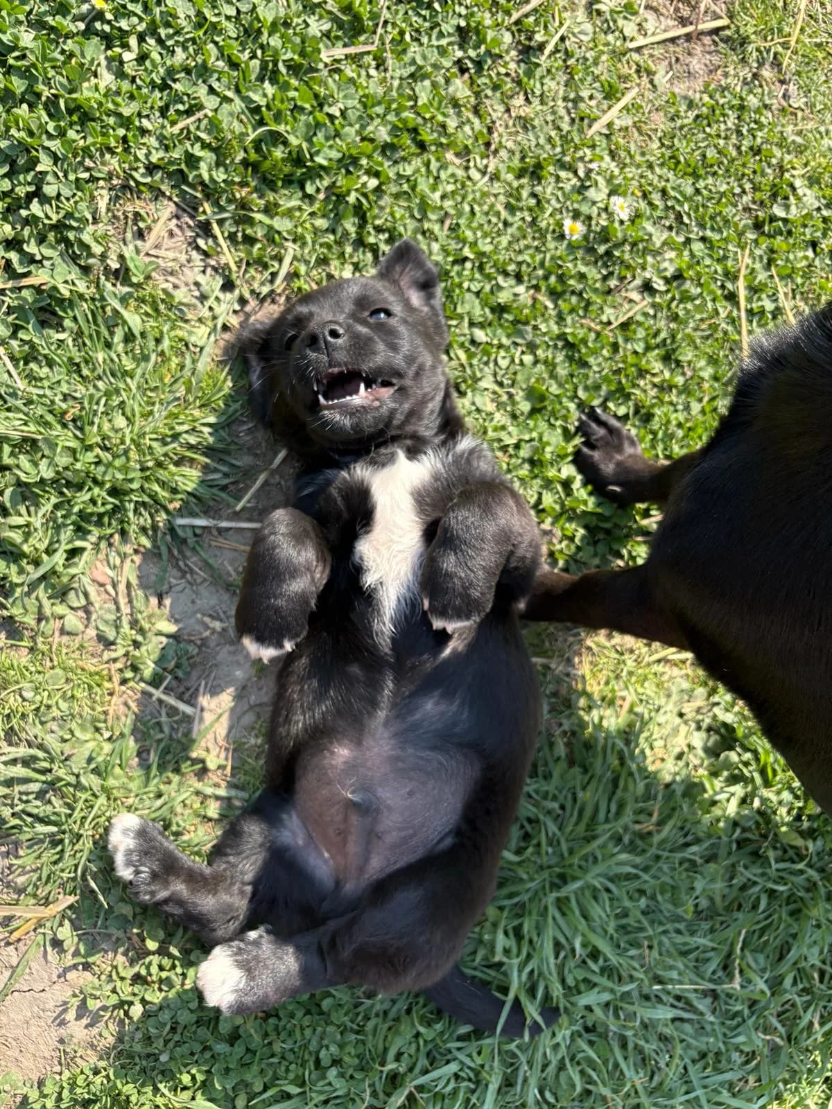 Jakob (reserviert), weiß male young Mixed Breed for adoption at Nordic Strays e.V.