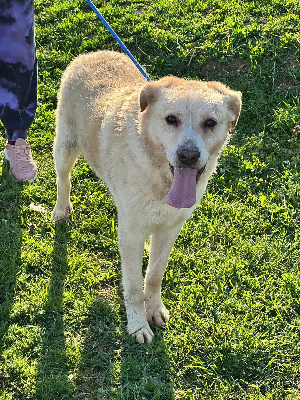 Zigi, male 6yo Labrador Retriever for adoption at Nordic Strays e.V.