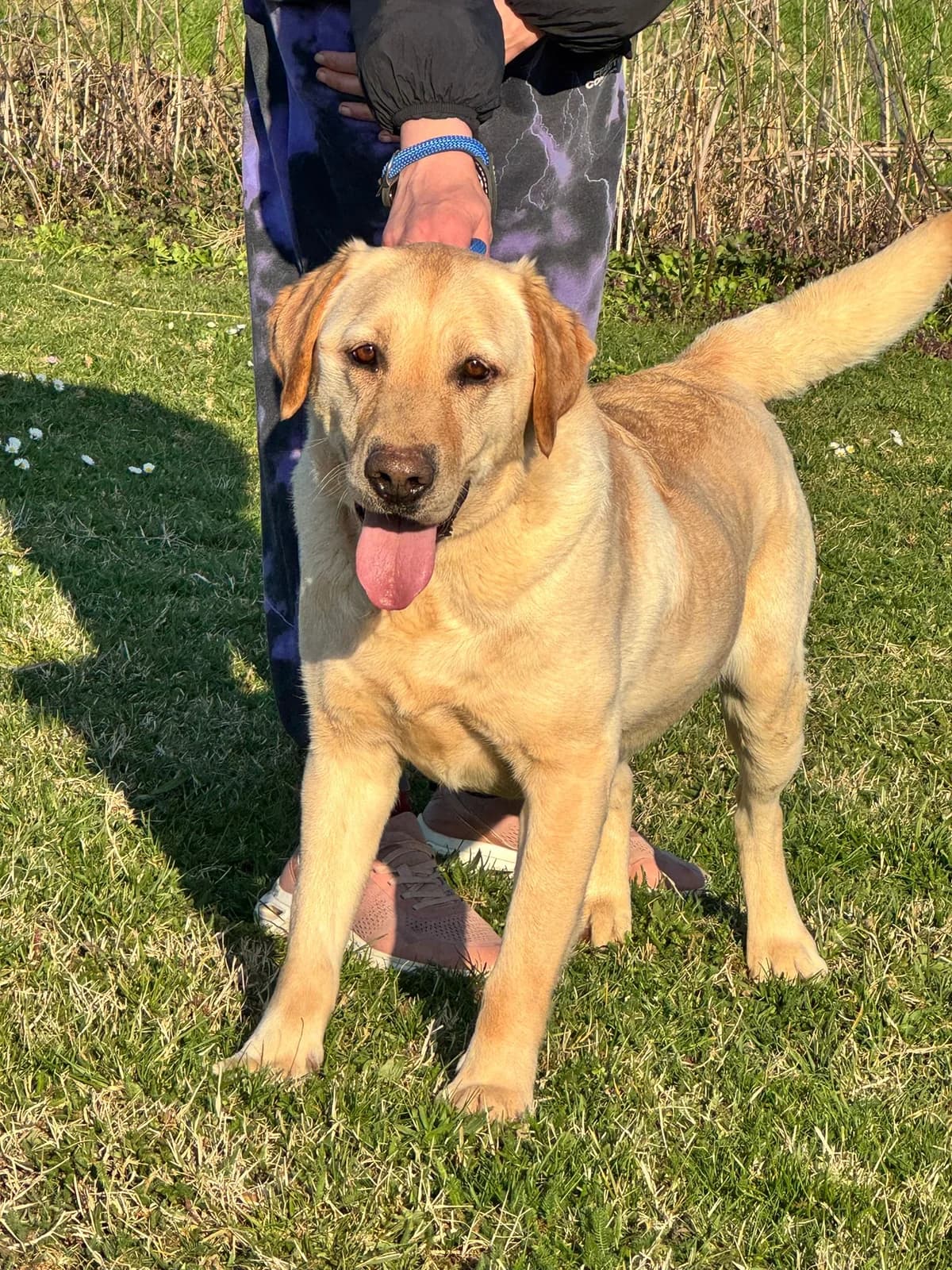 Paco, male 6yo Labrador Retriever for adoption at Nordic Strays e.V.