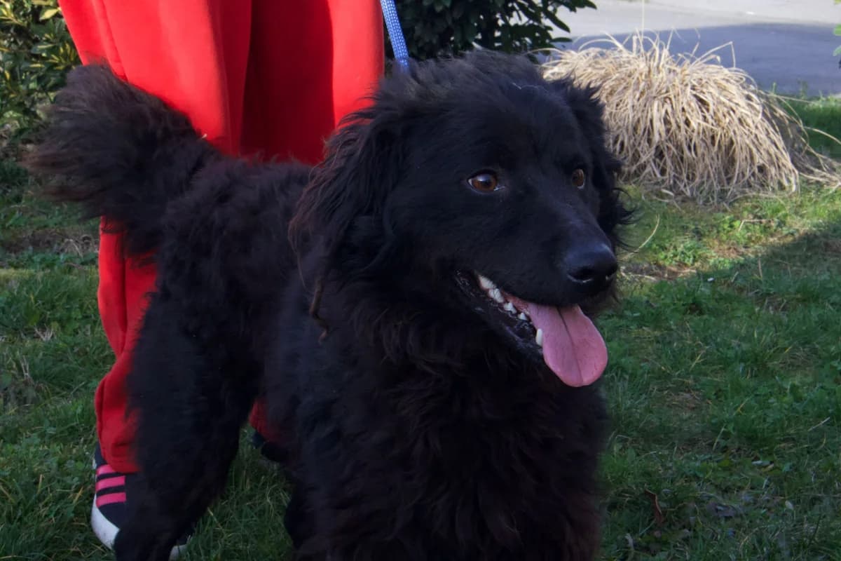 Ozzy, male young German Shepherd for adoption at Nordic Strays e.V.