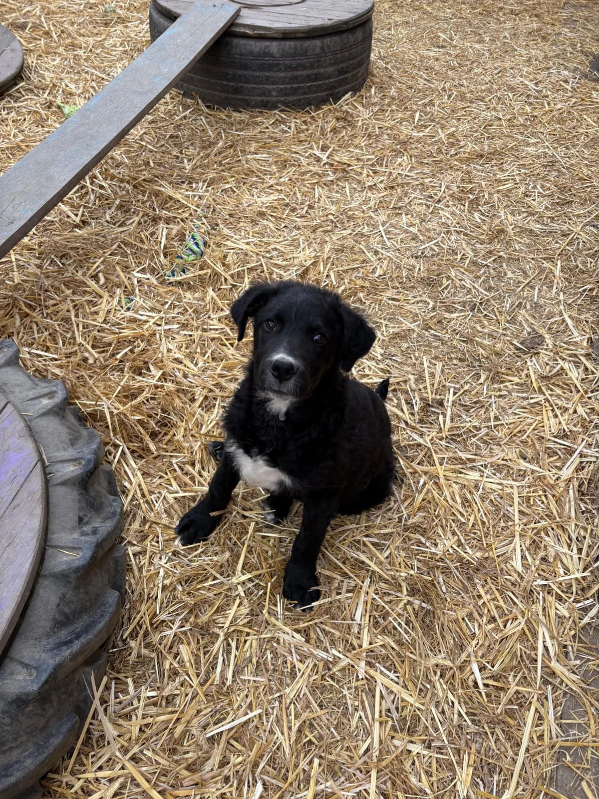 Brundo (reserviert), weiß male young Mixed Breed for adoption at Nordic Strays e.V.