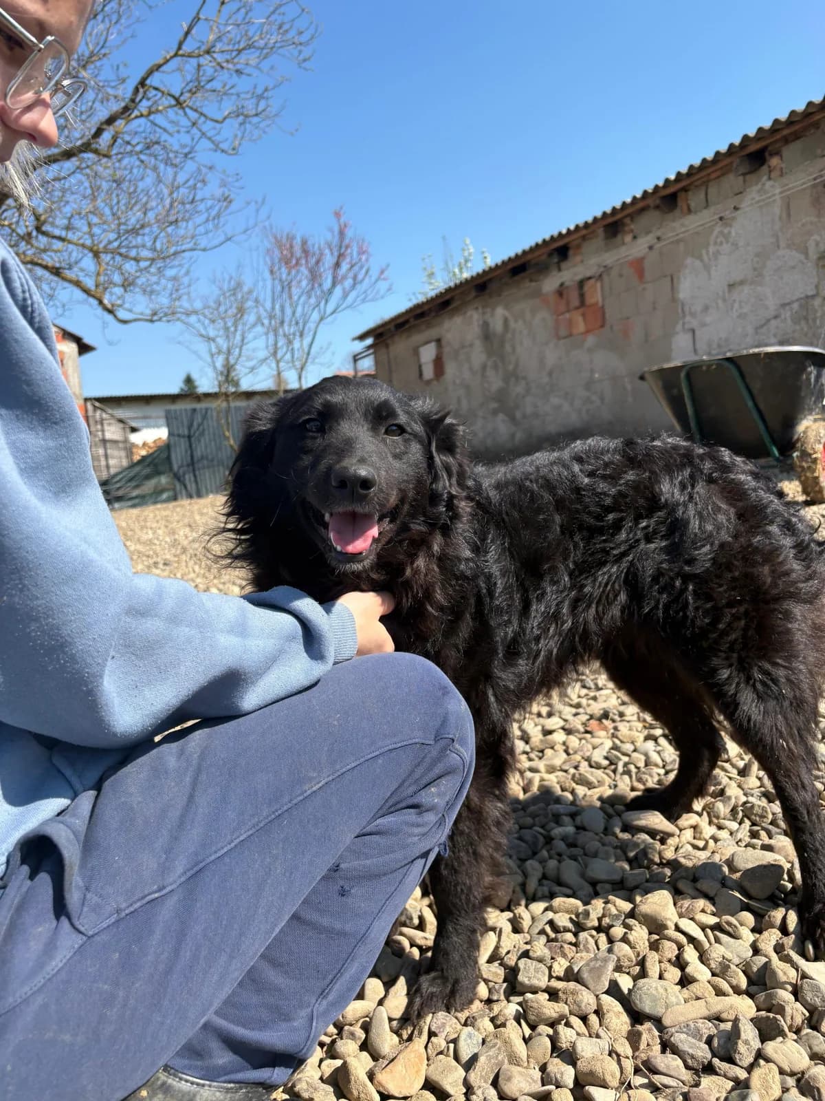 Sofija, female 4yo German Shepherd for adoption at Nordic Strays e.V.