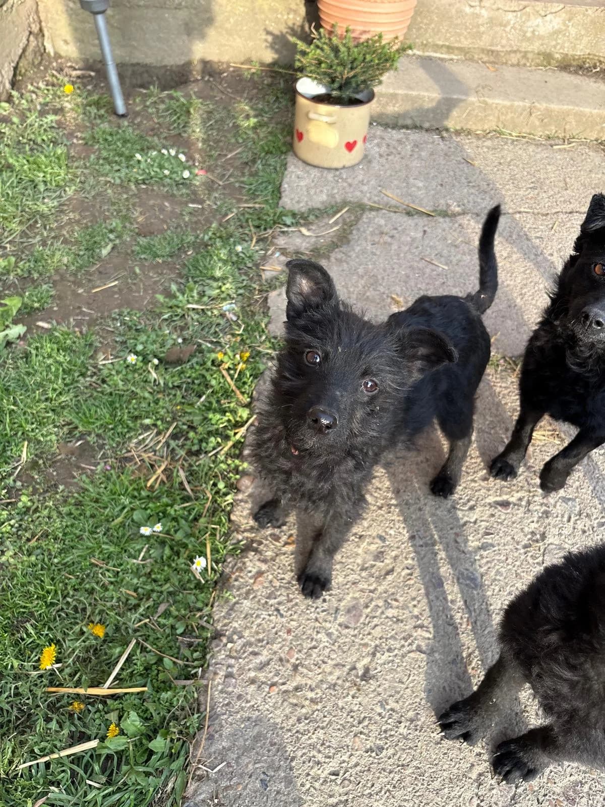 Vinka, female young German Shepherd for adoption at Nordic Strays e.V.