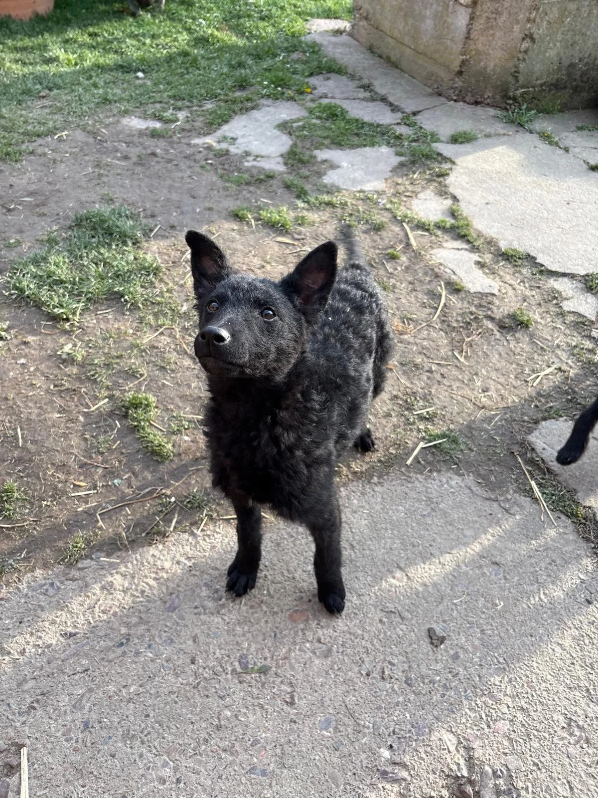Cvita, schwarz female young German Shepherd for adoption at Nordic Strays e.V.