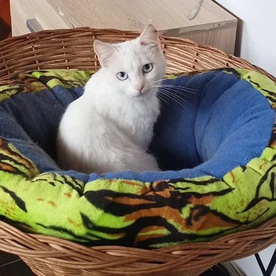 Yuki (in 86558 Hohenwart), male Mixed Breed for adoption at Nordic Strays e.V.