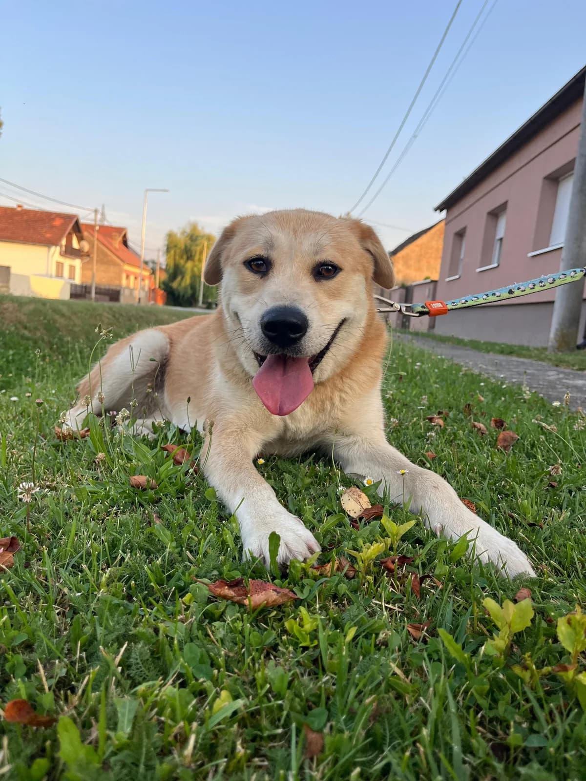 Gita, female 3yo Mixed Breed for adoption at Nordic Strays e.V.