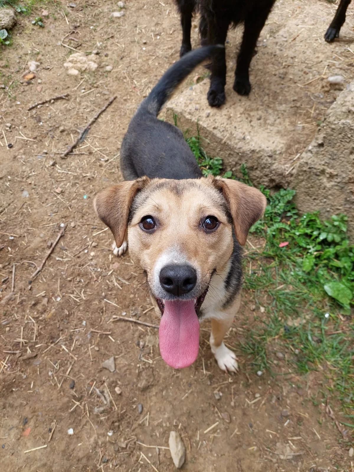 Toby, male young Mixed Breed for adoption at Nordic Strays e.V.